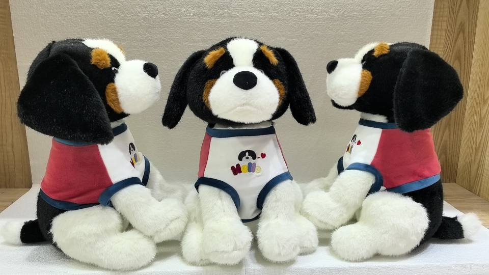 穿衣伯恩山犬