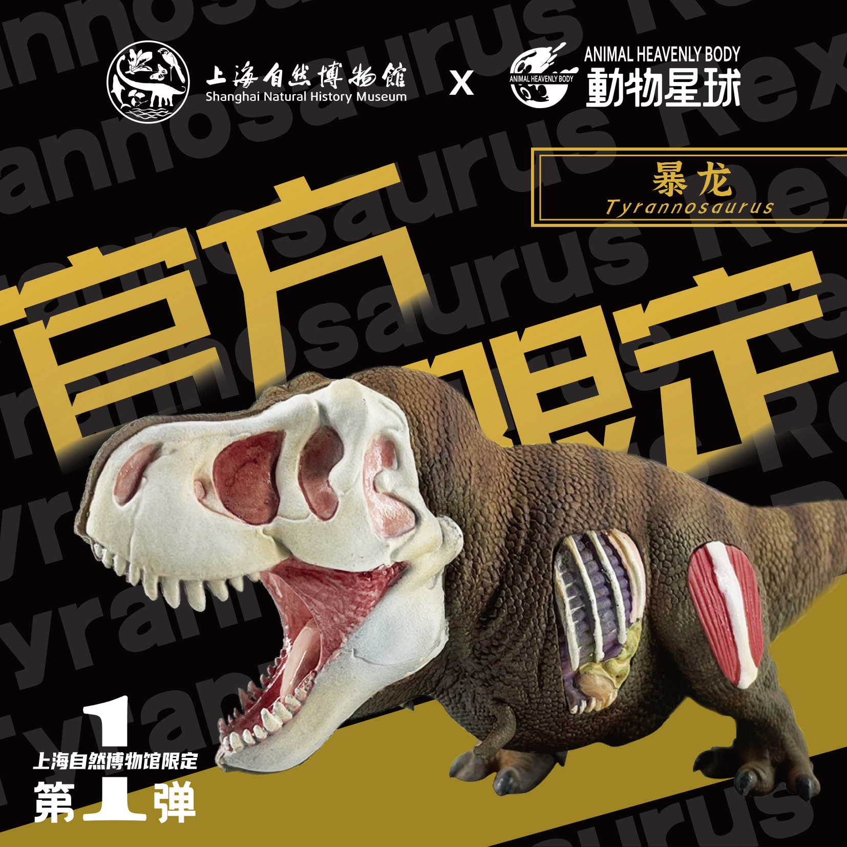 上海自然博物馆限定第一弹暴龙
