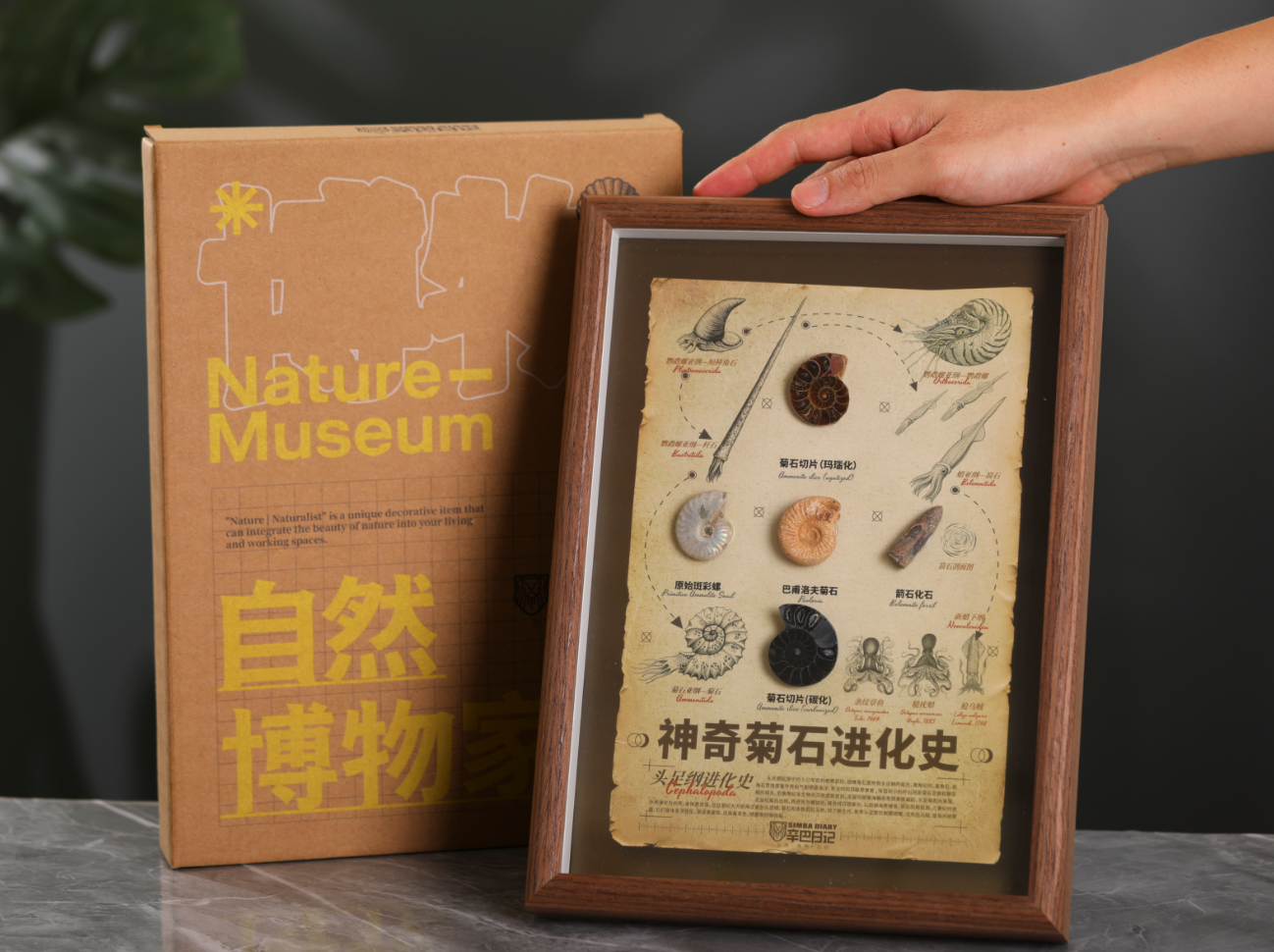 神奇菊石进化史
