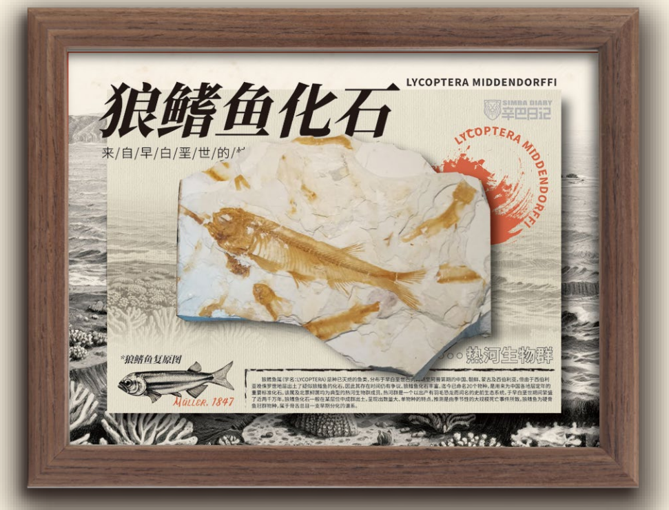 狼鳍鱼化石
